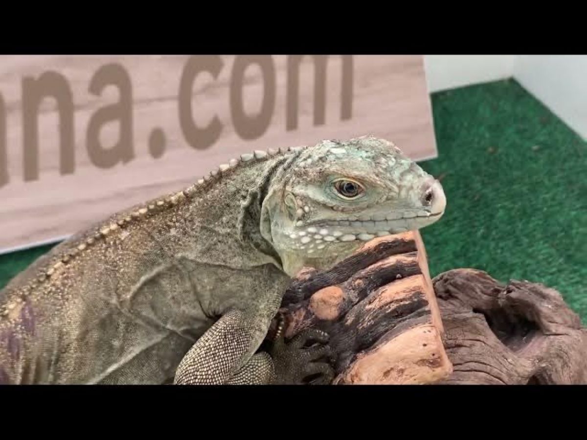 12294/screen/IMG_1023.jpeg