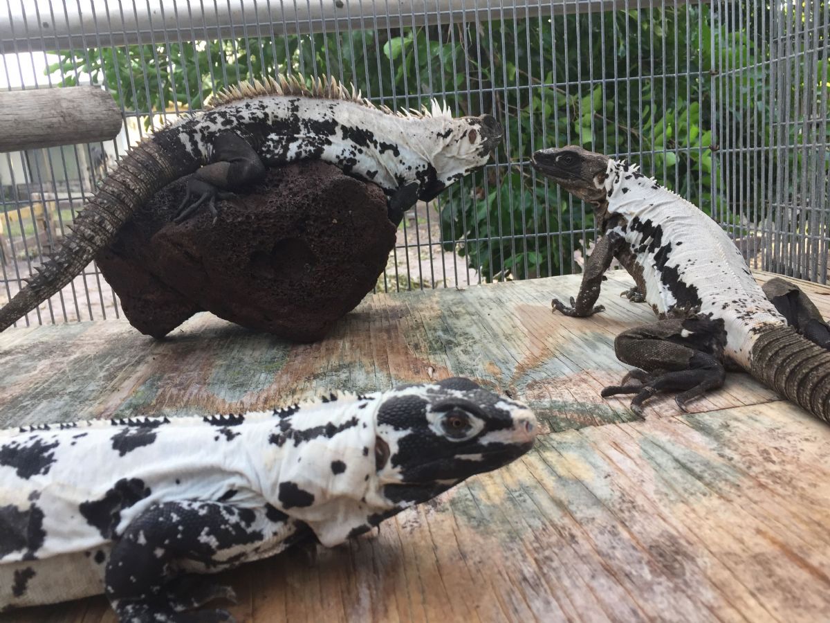 PiedIguanaMixicanSplnytailIguana2MP.JPG