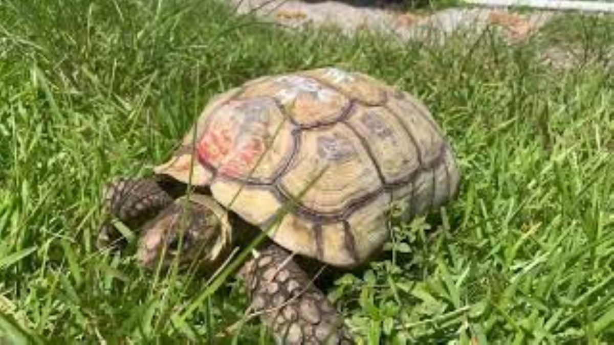 12323/screen/Sulcata1136.jpg
