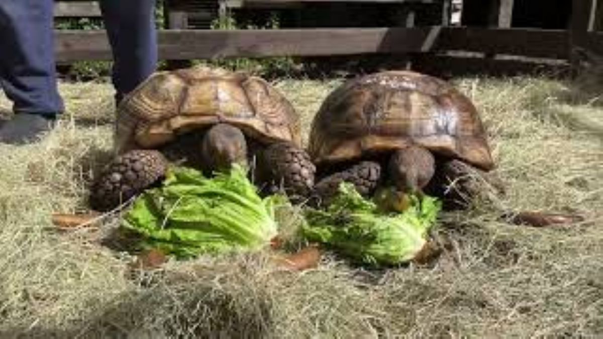 Huge-20Sulcatas-20tortoises.jpg