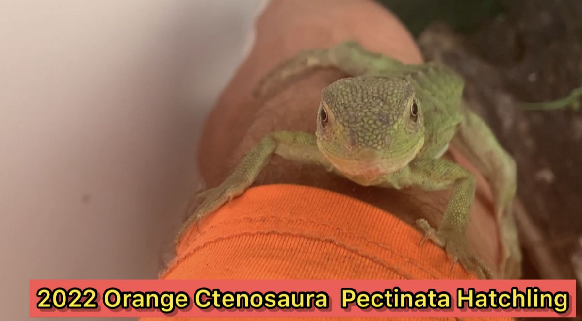 12557/screen/orangehatchling2IMG_0742.jpg