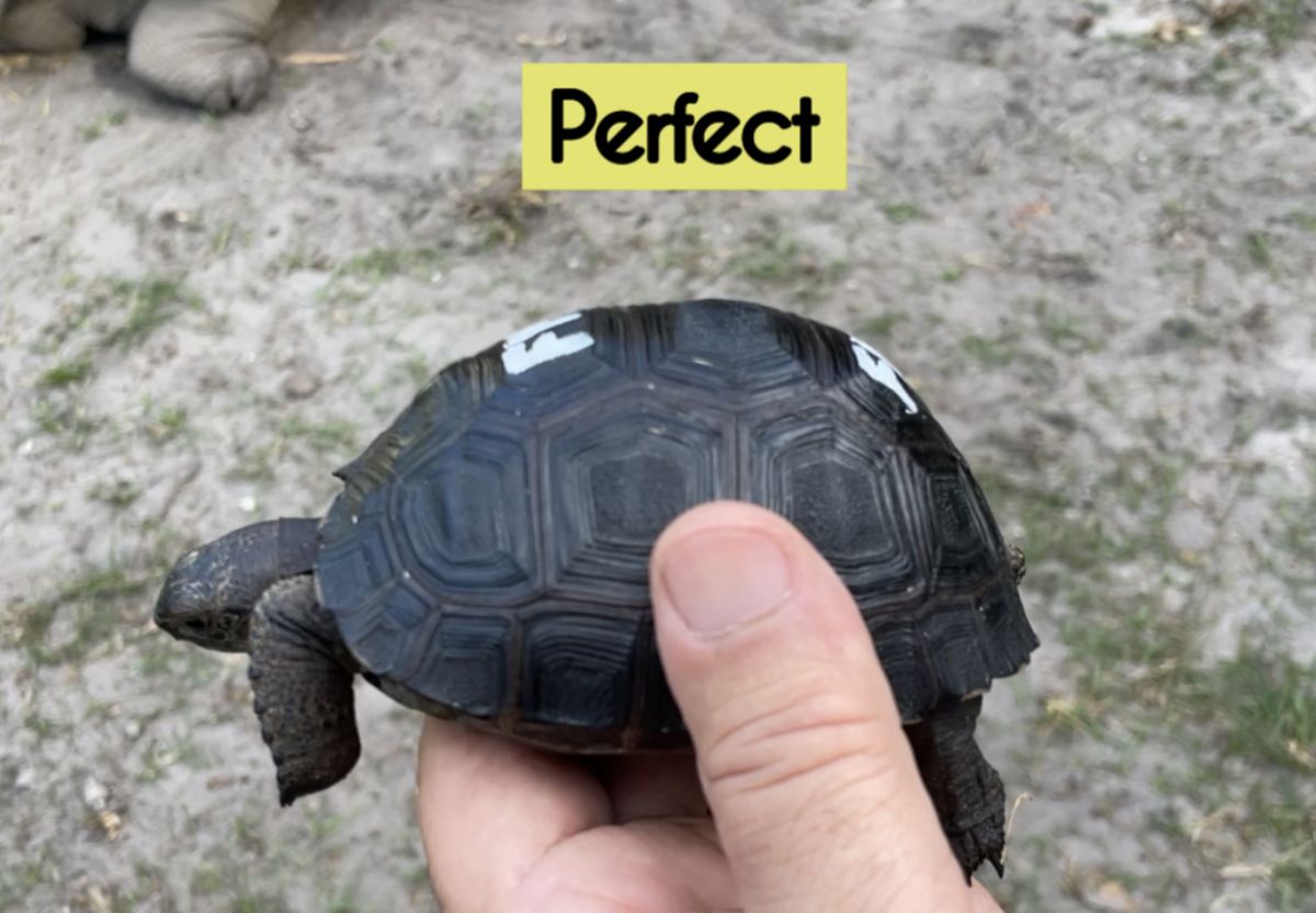 12570/screen/IMG_1217.JPEG