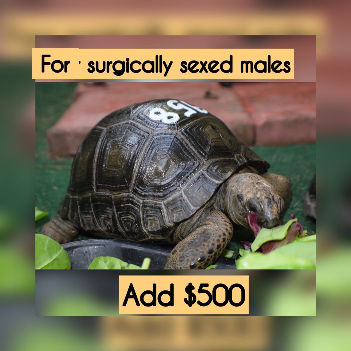 12577/screen/malephoto-output.JPG