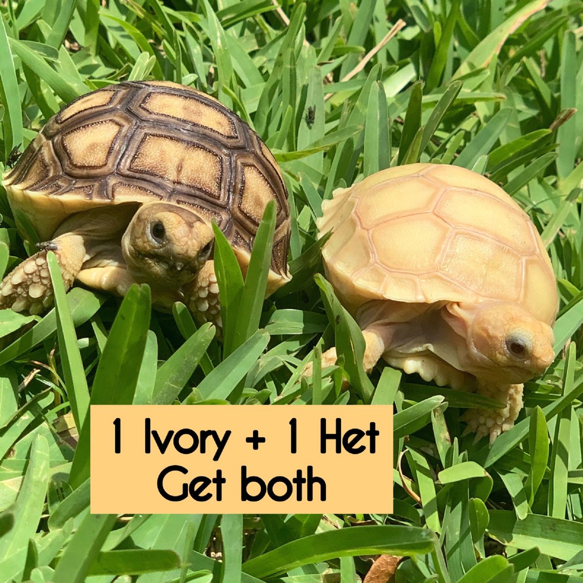 12585/screen/OneIvoryandoneHetRemaneResize.jpg