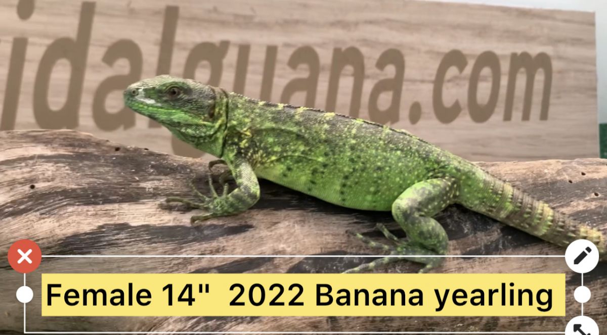 12660/screen/Female2022bananaIMG_2960.jpg