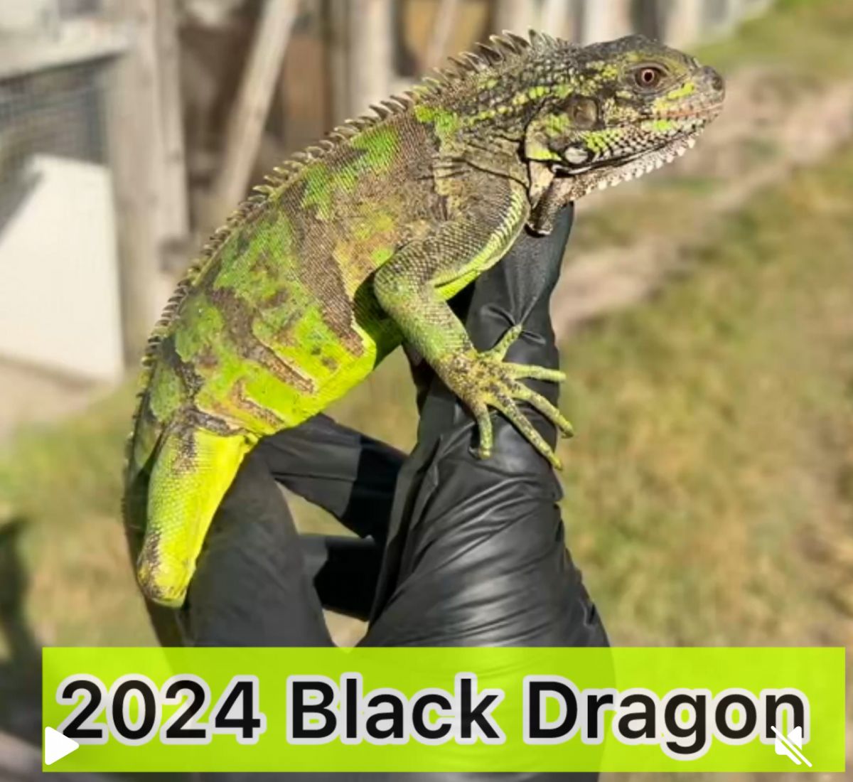 12663/screen/2024BlackDragon.jpeg