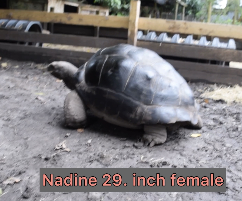 12685/Nadine.jpg