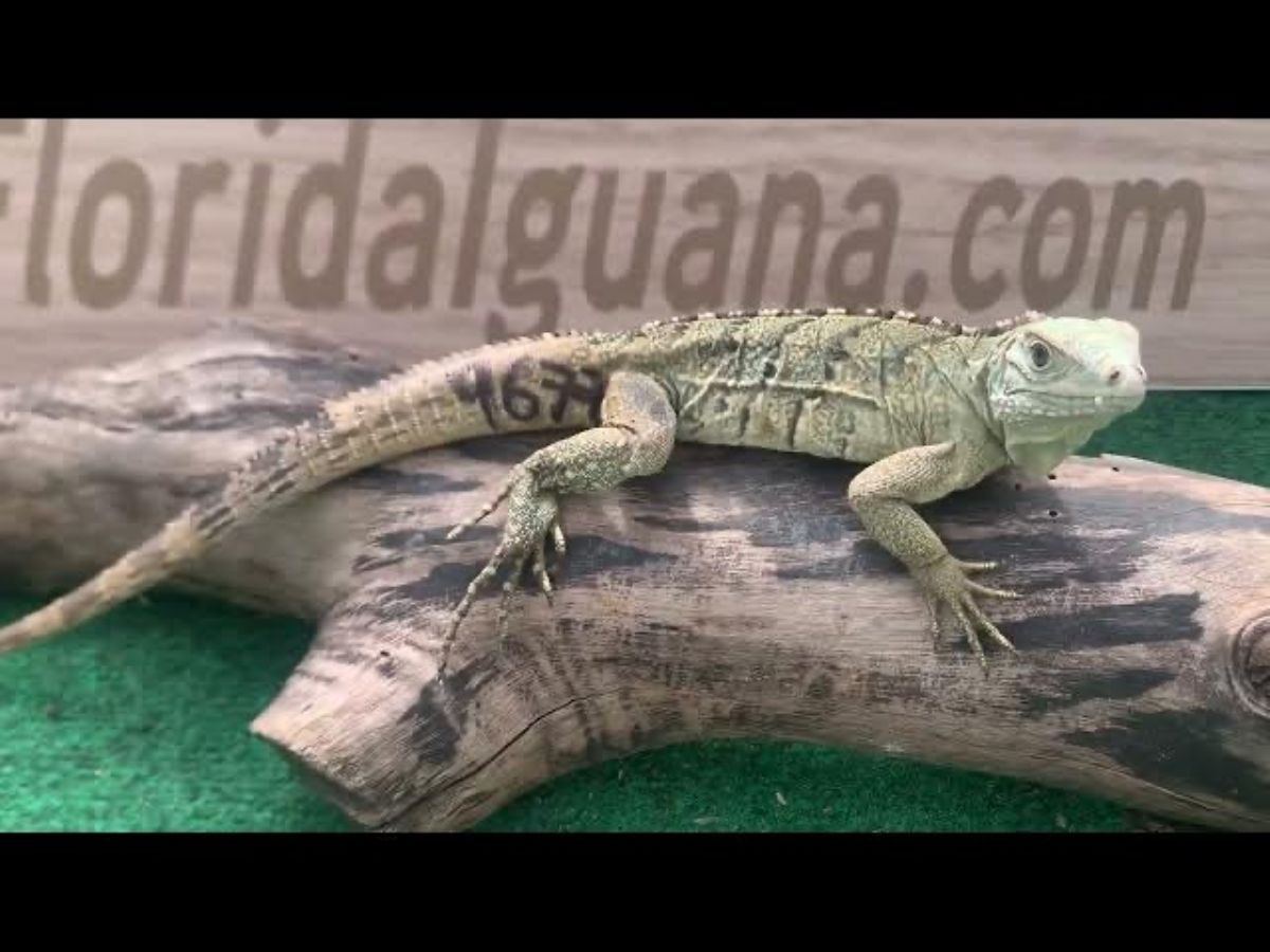 12694/screen/IMG_1014.jpeg