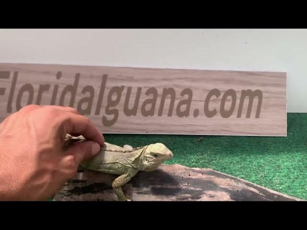 12696/screen/IMG_1016.jpeg