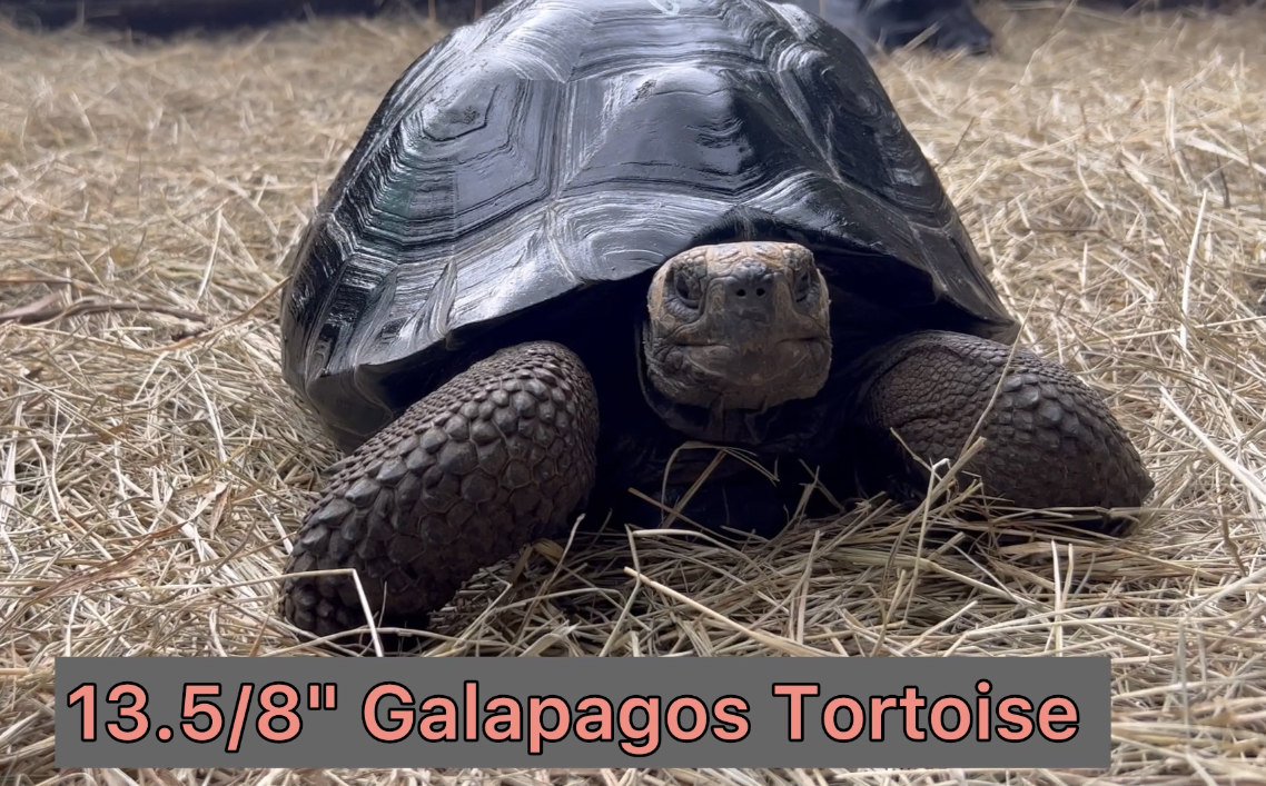 florida-iguana-tortoise-breeders