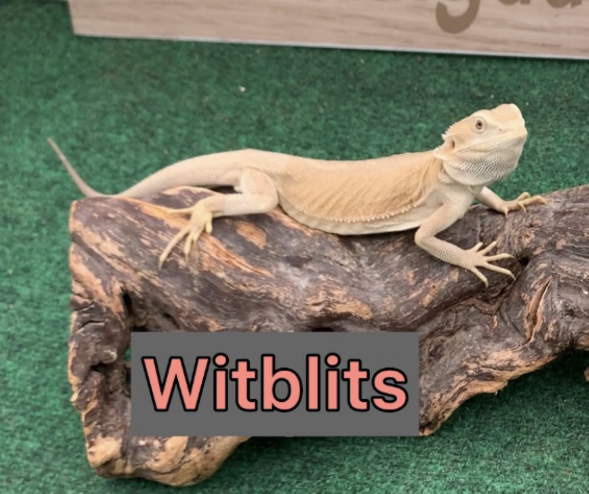 12711/screen/witblitsIMG_3442.jpg