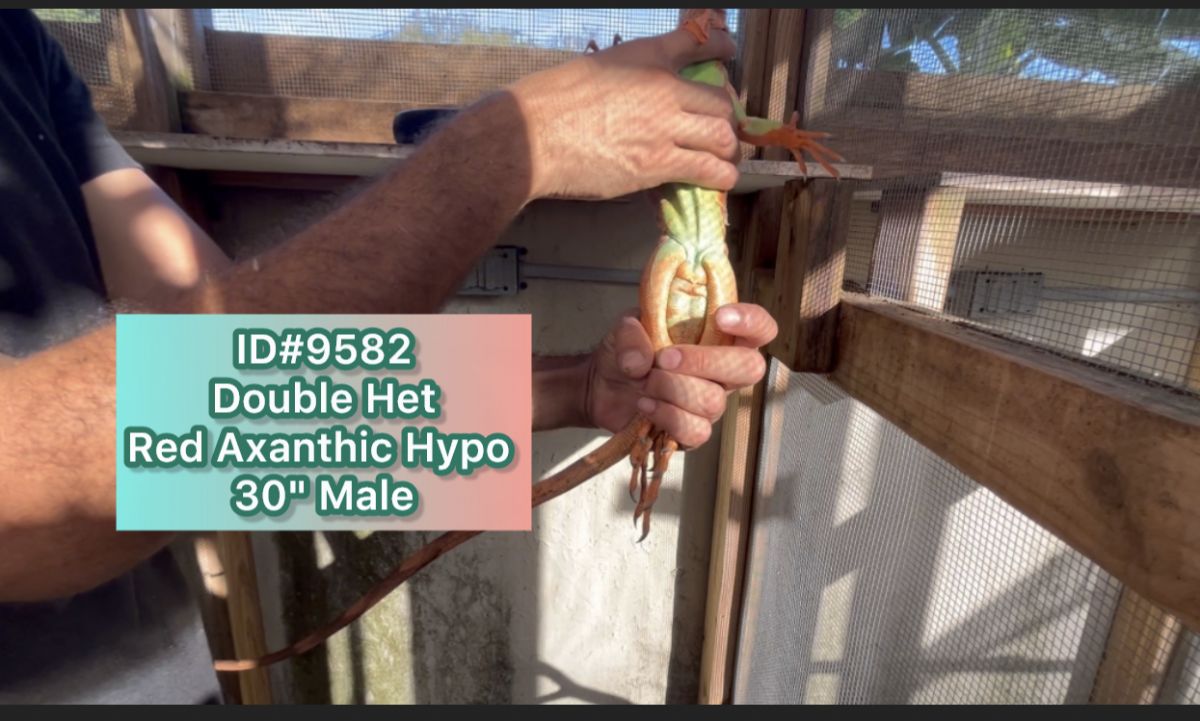 12797/screen/IMG_4072.JPEG