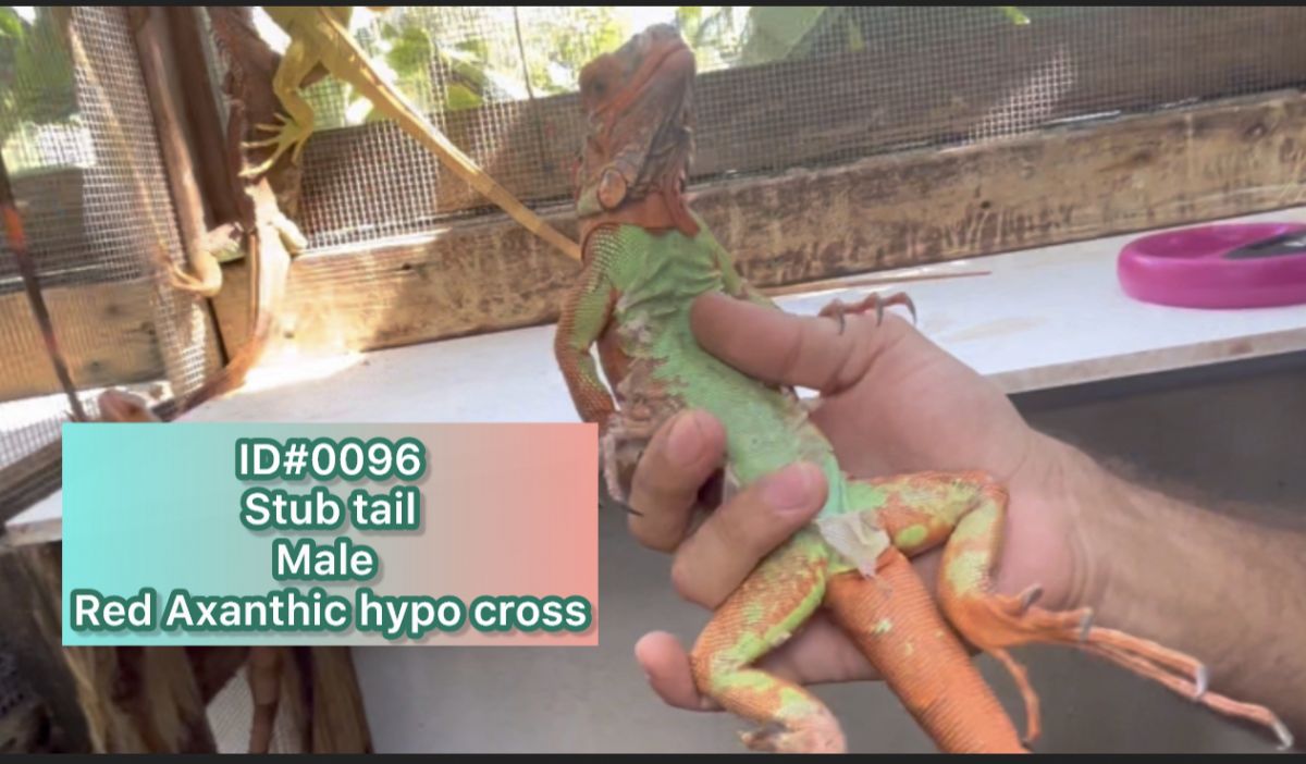 12812/screen/IMG_4085.JPEG