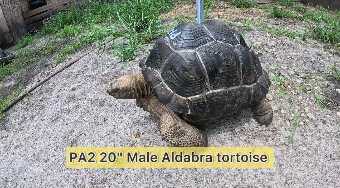 13277/PA2.jpeg