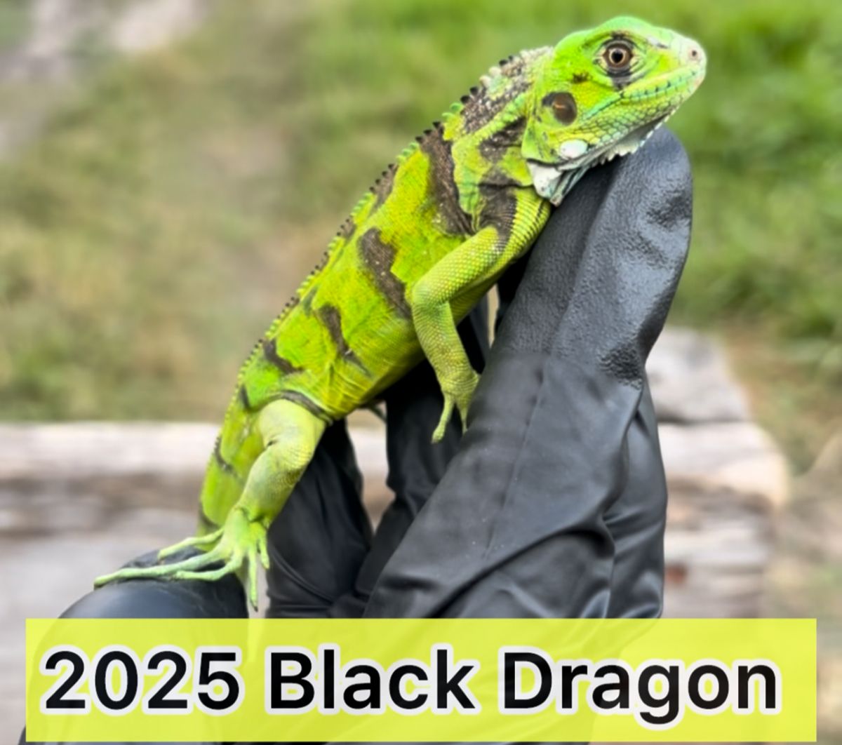 13313/screen/2025BlackDragon.jpeg