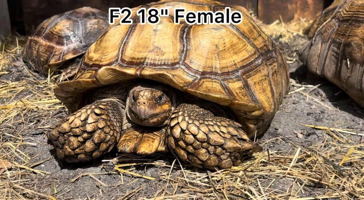 13375/screen/F2FemaleSulcata.jpg