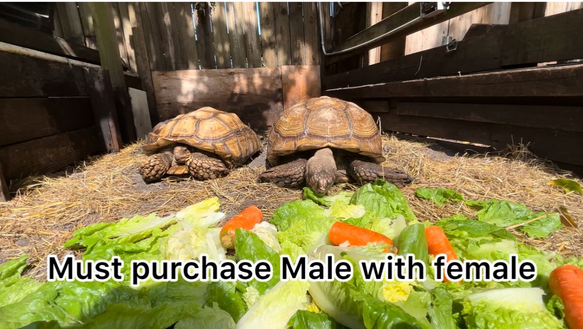 13376/screen/1.1sulcata.jpg