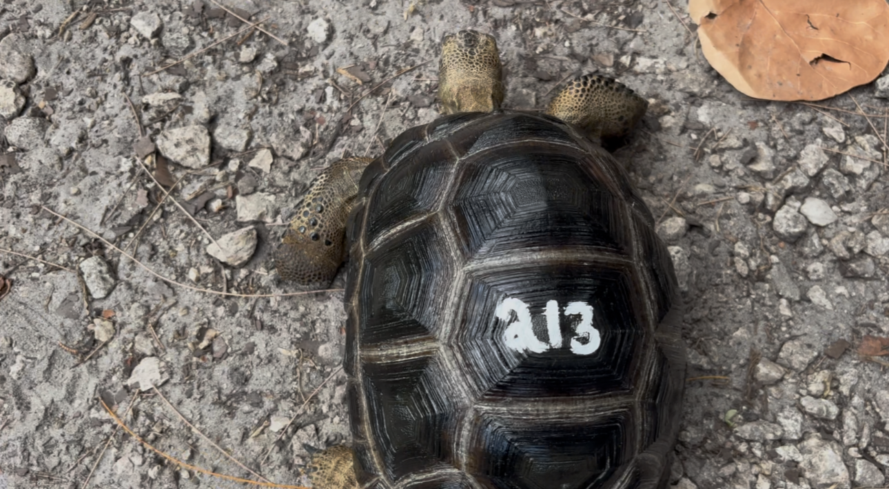 13377/213.jpeg