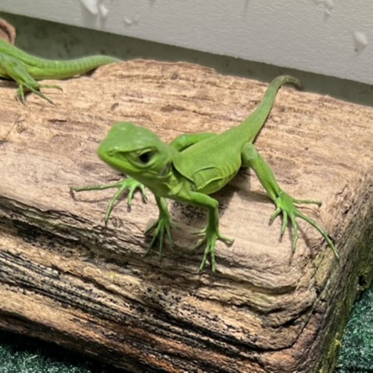 Banana4hatchling.JPEG