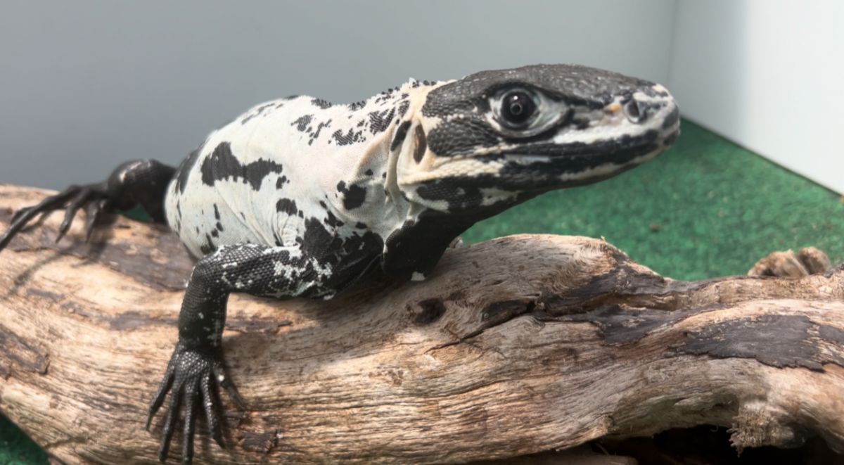 malepiedpectinata.jpg