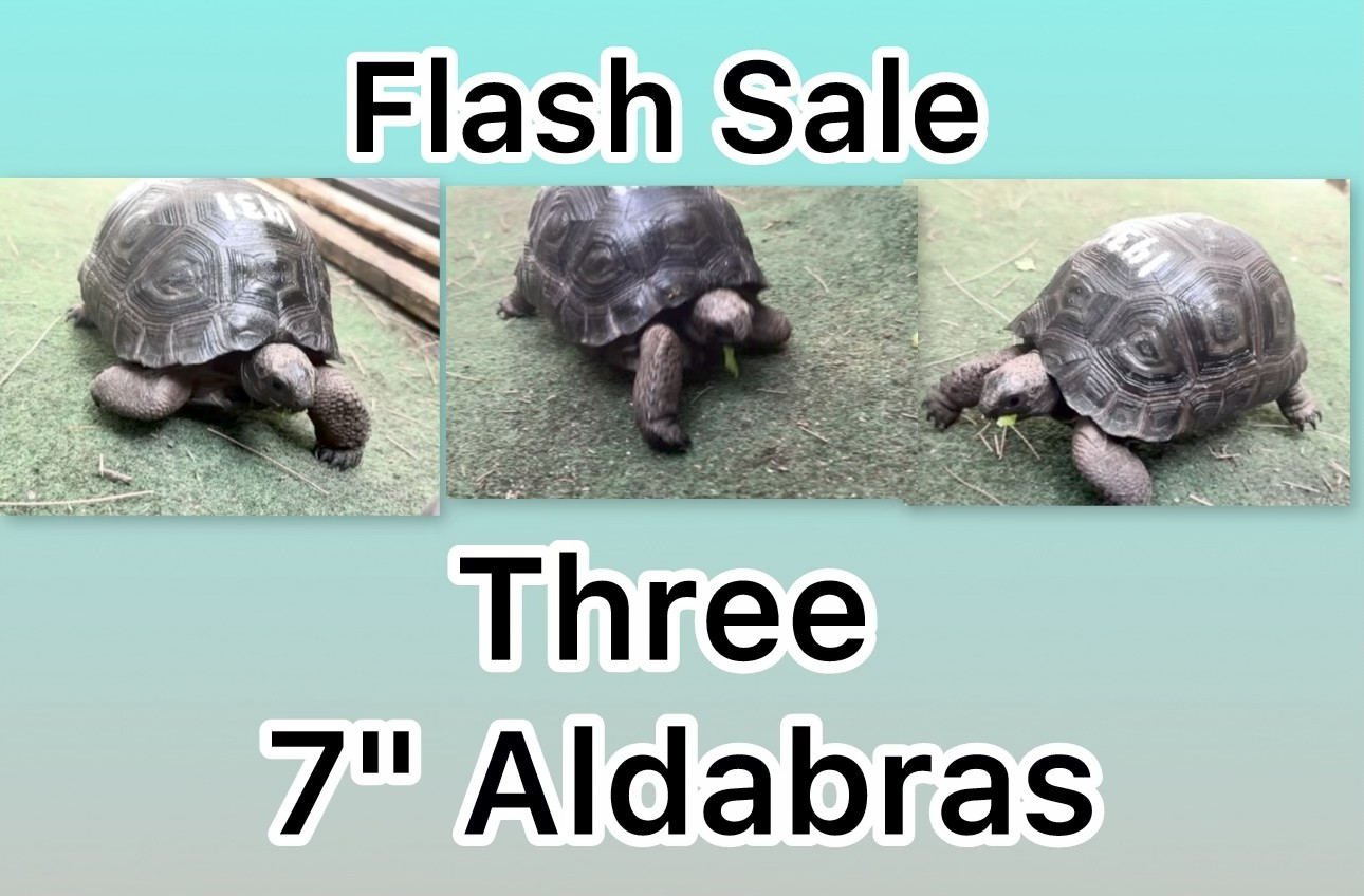 13417/fleshsale.jpg