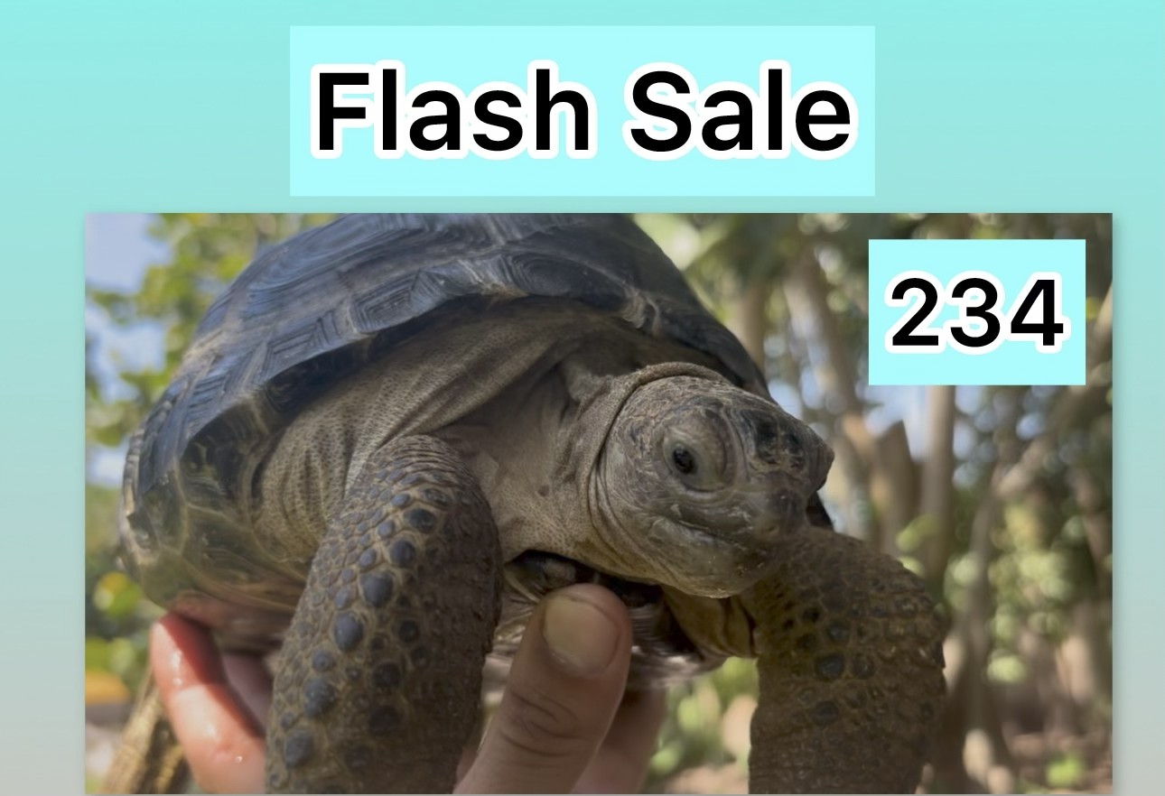 13418/234Flash.jpg