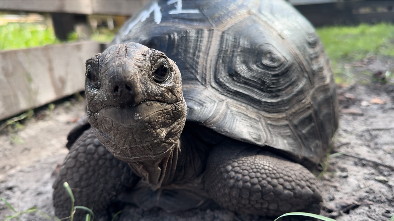 13424/M1Aldabra.jpeg