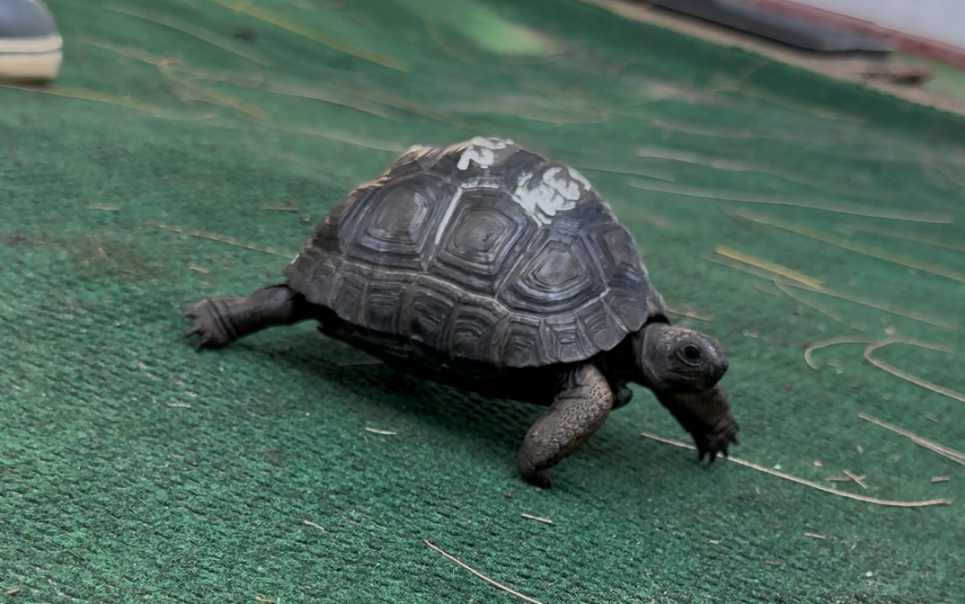 Florida Iguana & Tortoise Breeders