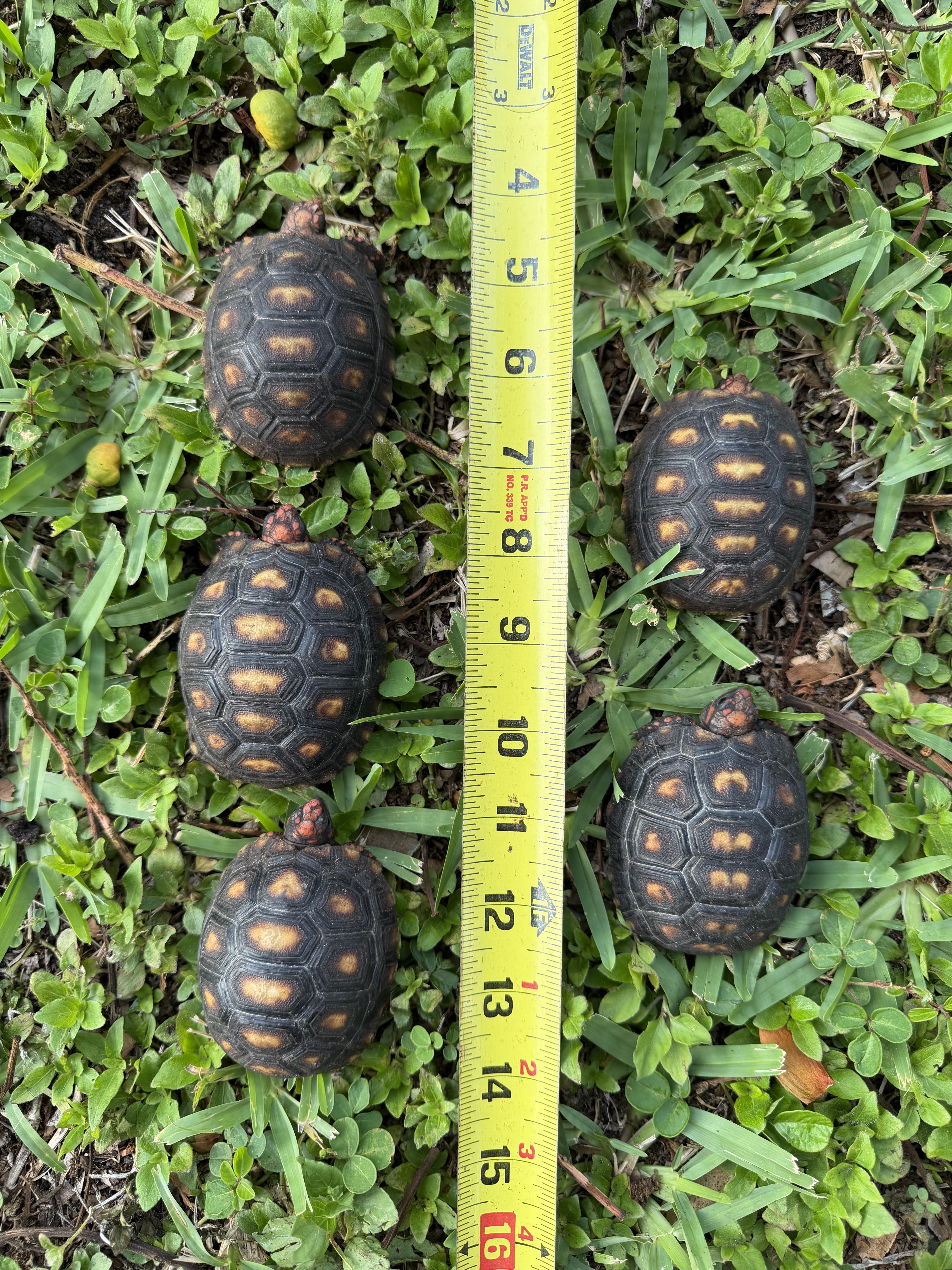 13654/CherryHeadsyearlings.jpg