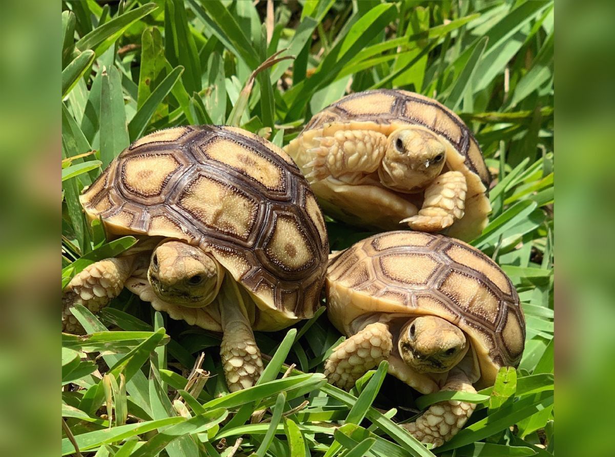 13690/screen/3Sulcatahatchlings.jpg