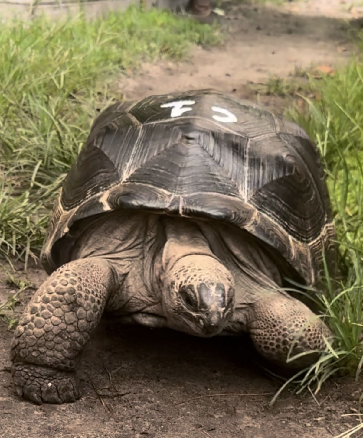 13704/screen/C1Aldabra.jpg