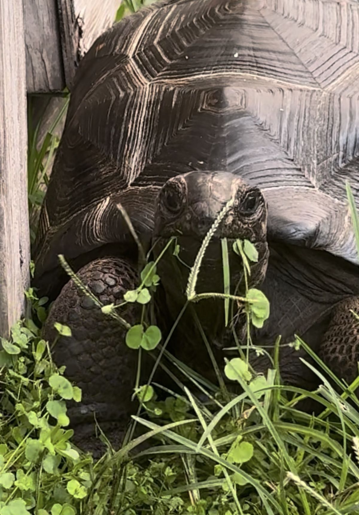 13705/screen/C2Aldabra.jpg