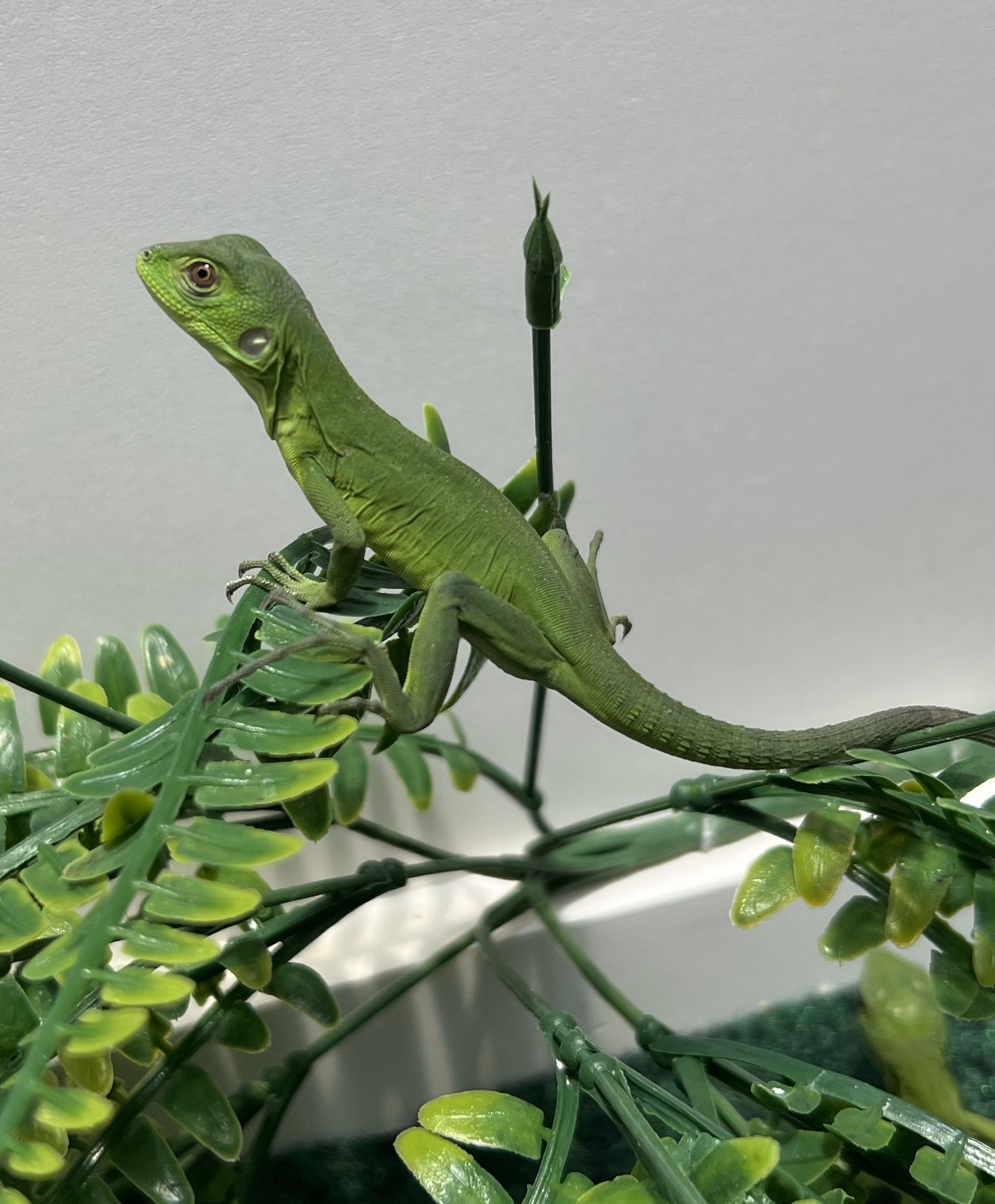 13720/HatchlingBanana3.jpg