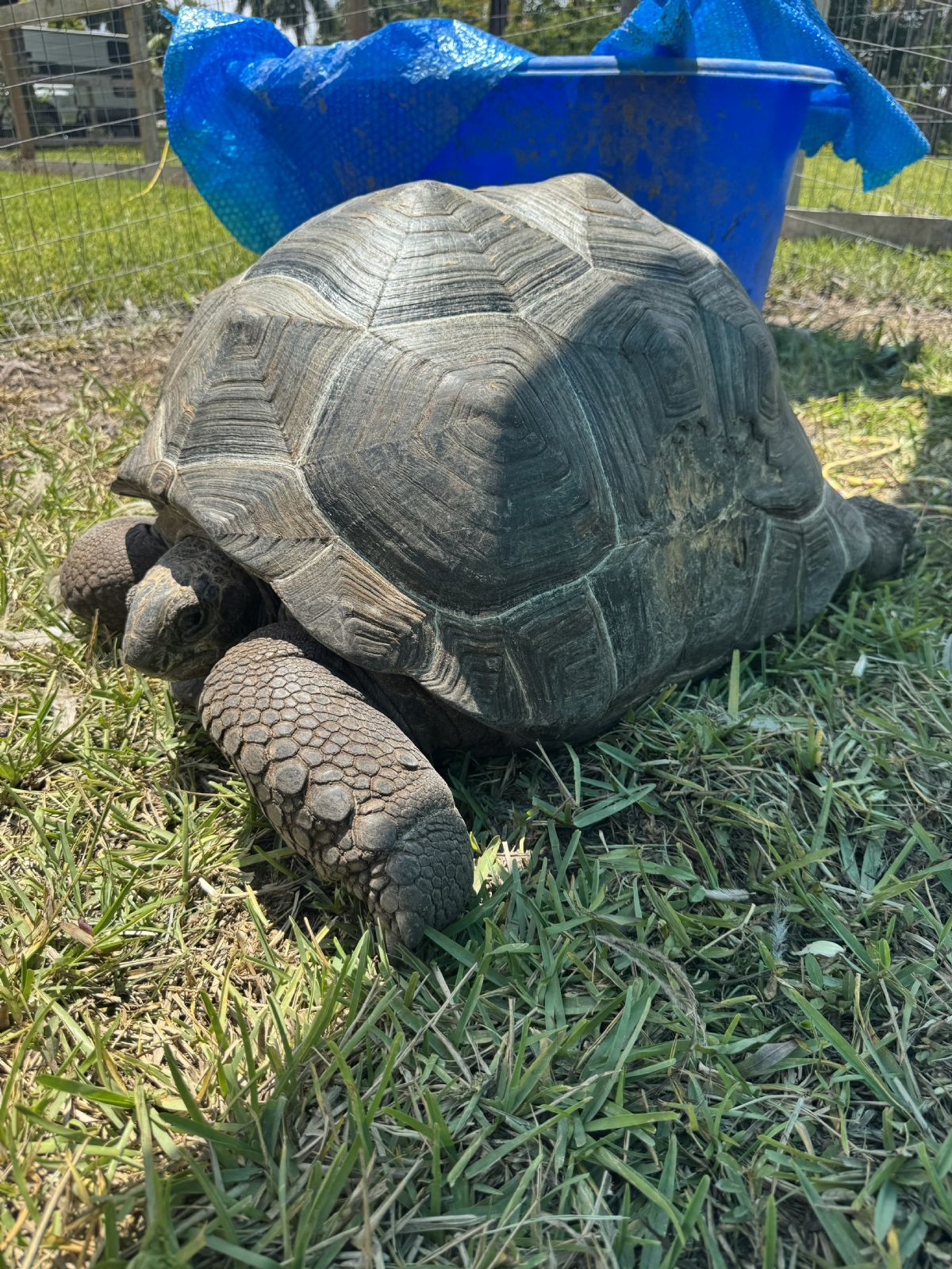 Frankfemale27inchAldabra2.jpg