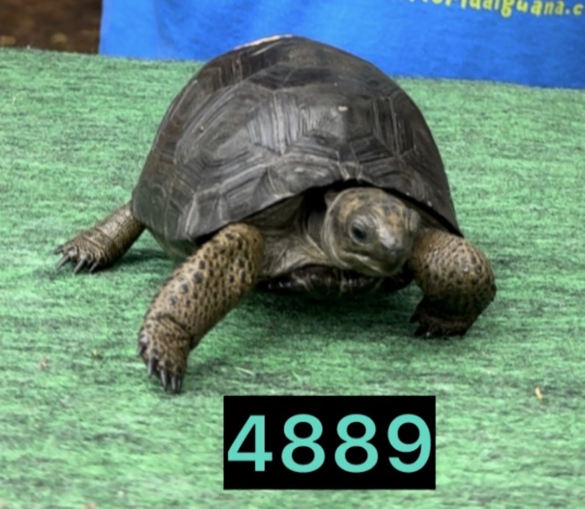 4889B.jpg