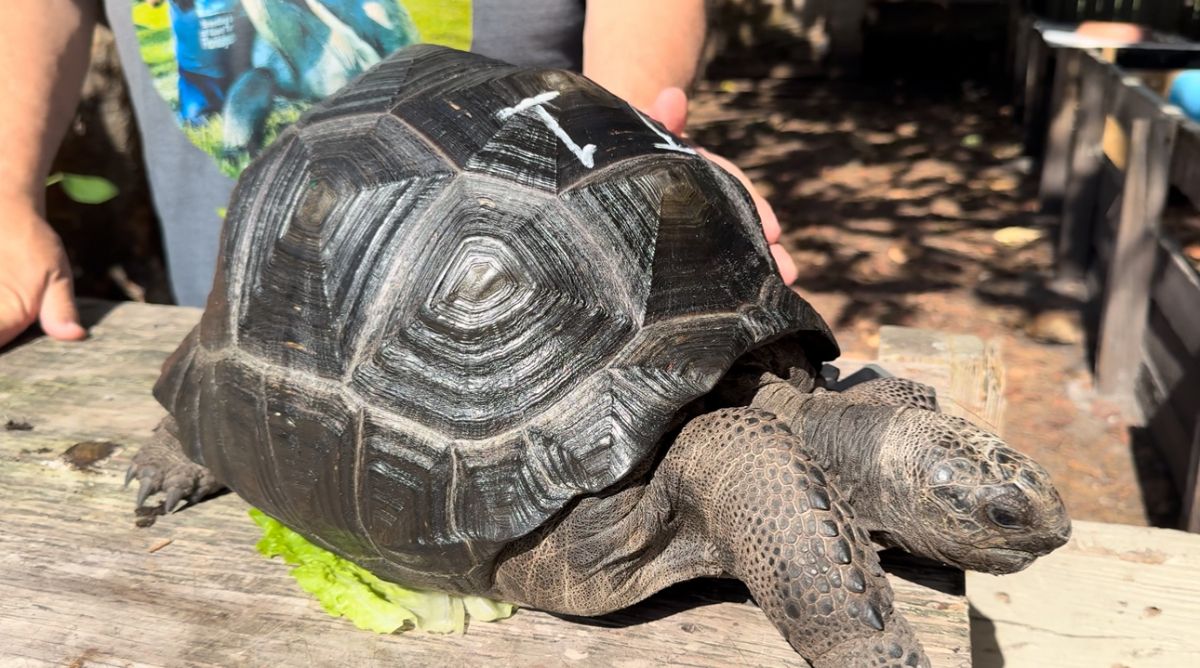 13758/screen/T1Aldabra.jpg