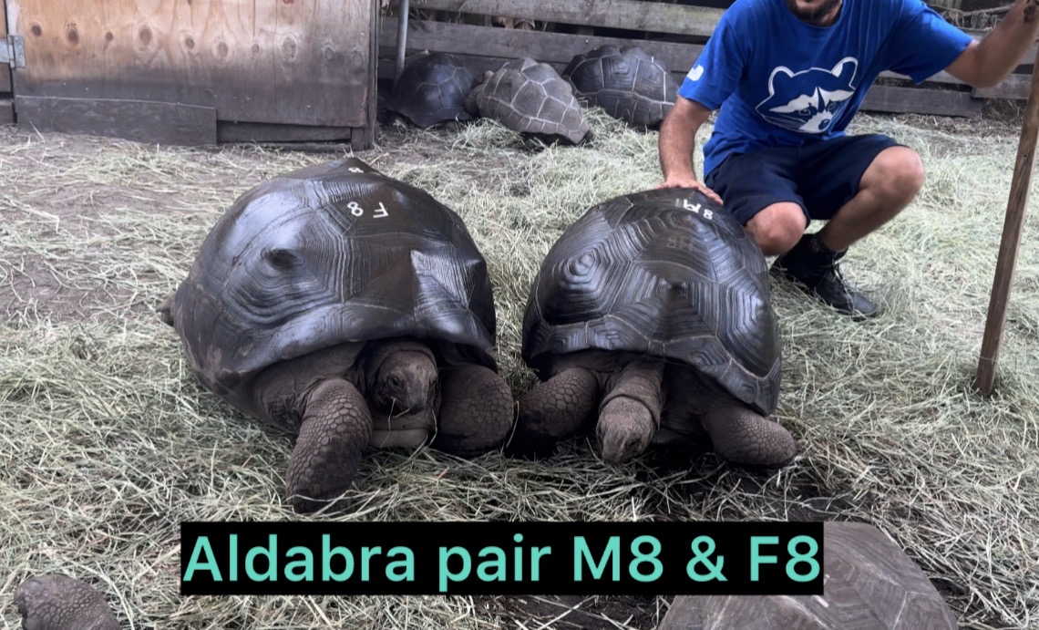 13768/M8F8Aldabrapair.jpg