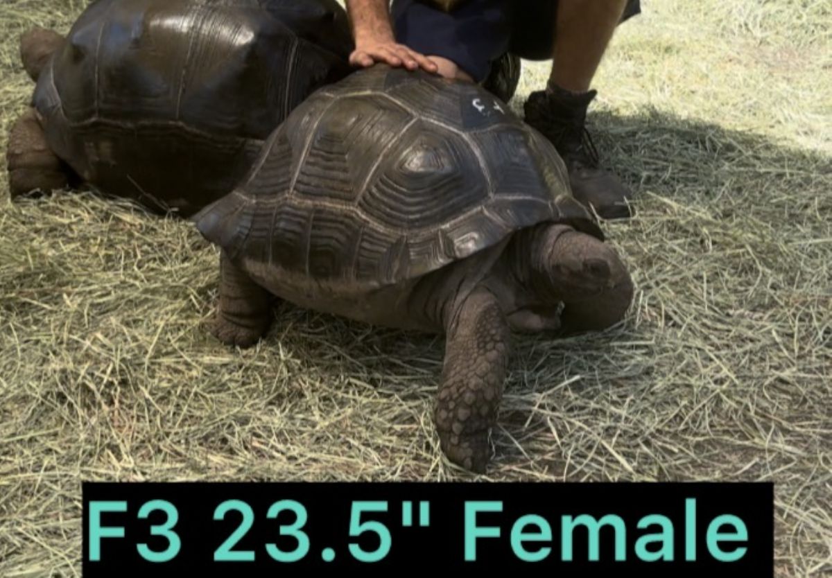 13770/screen/F3femsleAldabra.jpg