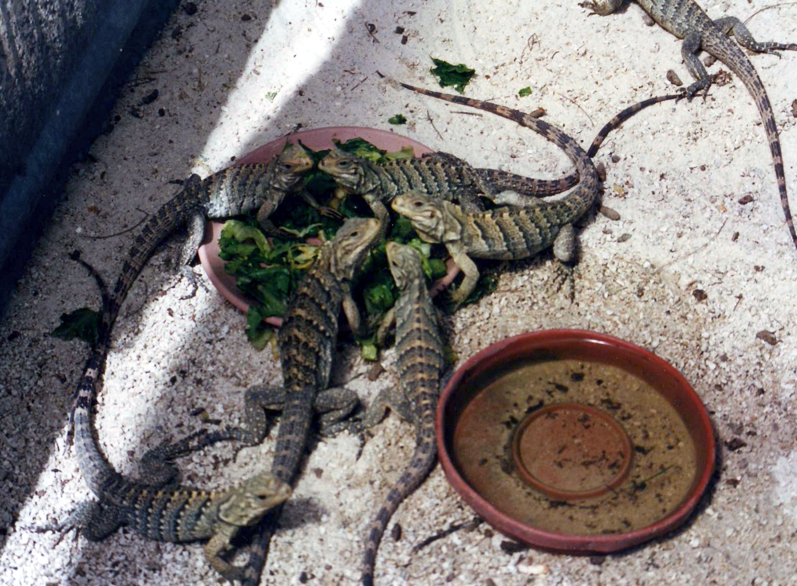 iguana jenis