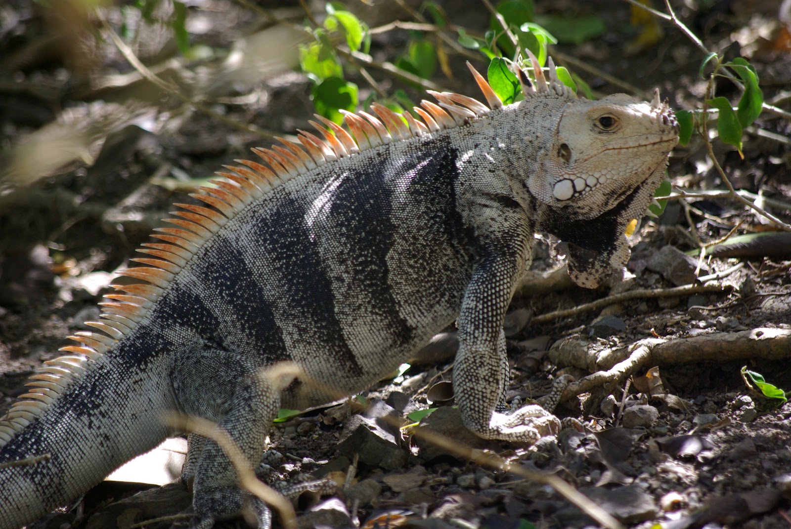 adult rhino iguana for sale adult rhino iguana for sale