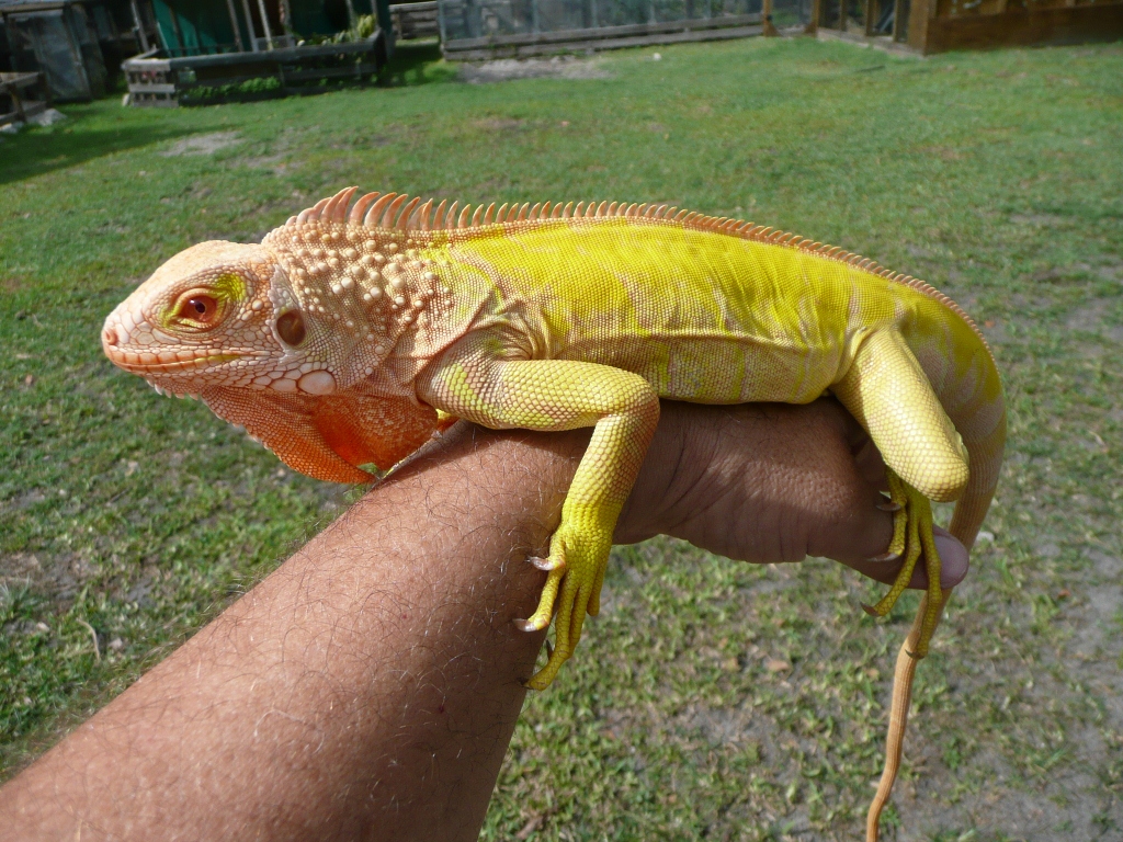 iguana albino