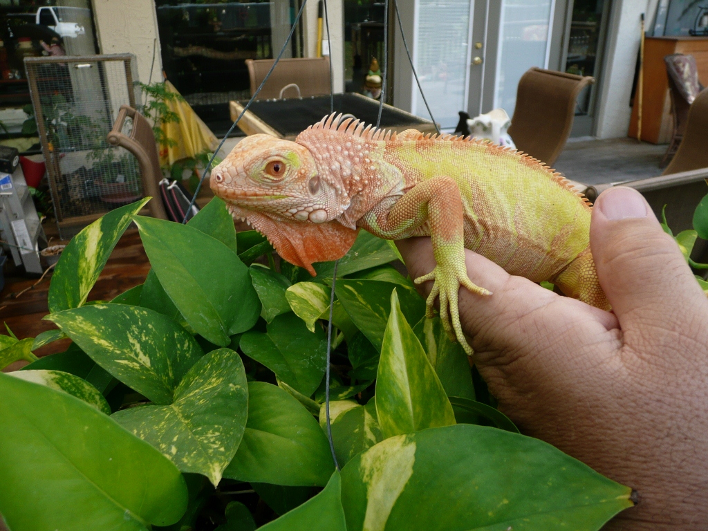 iguana albino