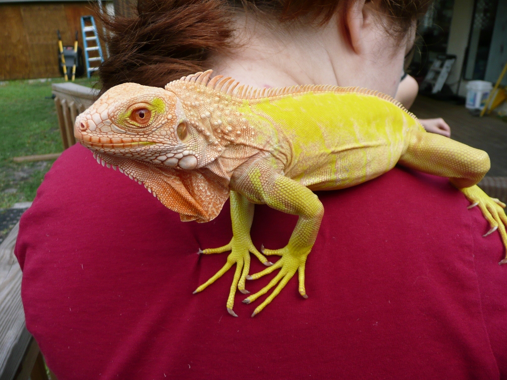 iguana albino