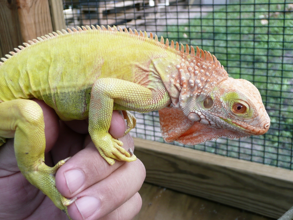 Albino T Neg - Florida Iguana & Tortoise Breeders1024 x 768