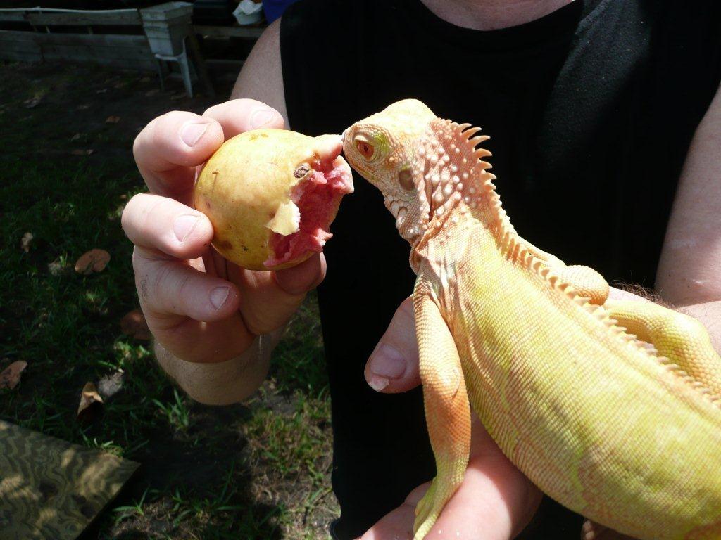 iguana albino