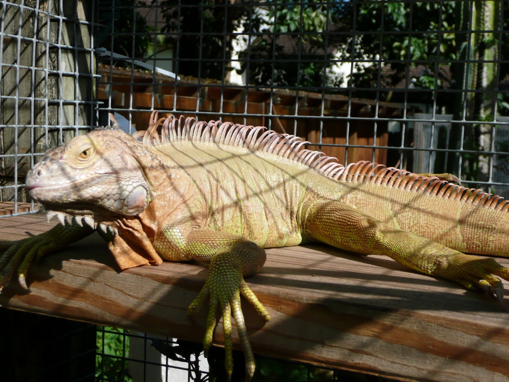 Albino T Positive - Florida Iguana & Tortoise Breeders1024 x 768