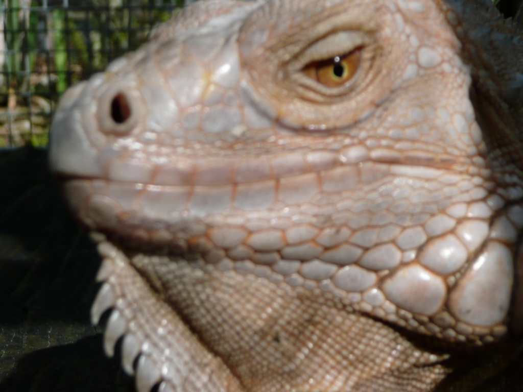 iguana albino