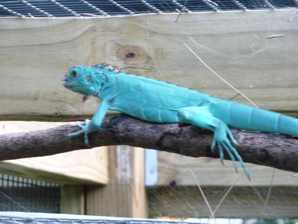 iguana blue