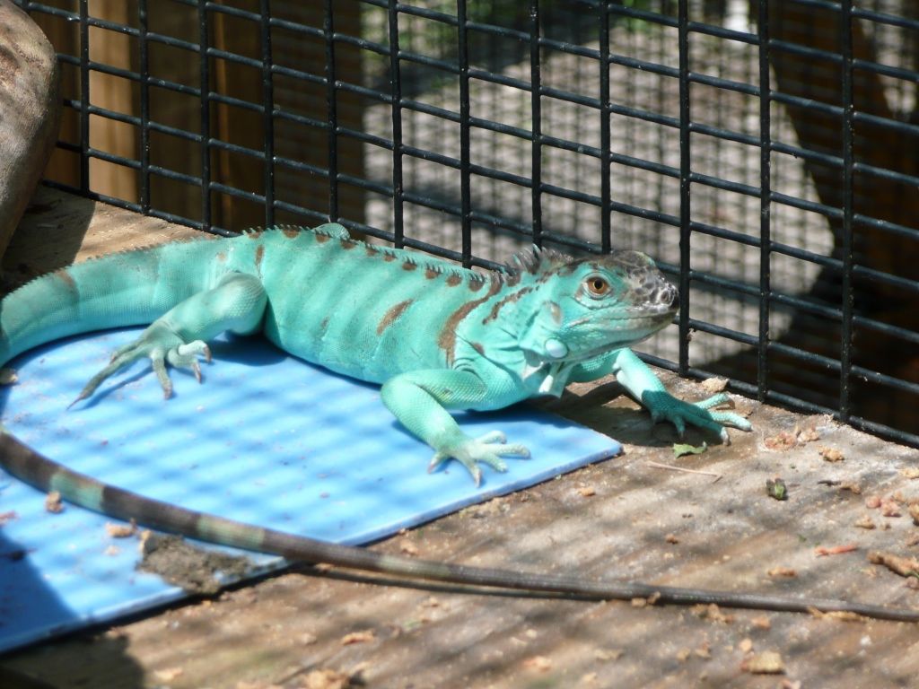 iguana blue