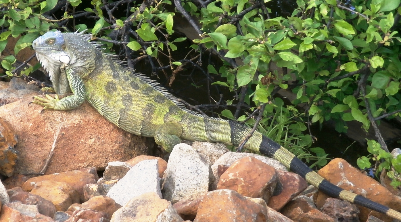 76+ [ Blue Diamond Iguana For Sale ] - Join Us For The 